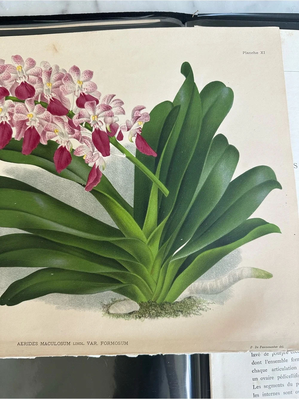 1885 Lindenia orchid Aerides maculosum var